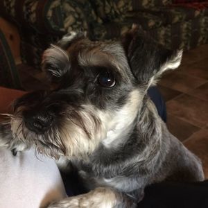 Meet your Posher, Connie